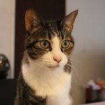 11850322_566865793451991_968176108_a