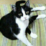 10665522_891051134258310_1357694551_a