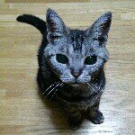 10561113_1428259727463233_158626912_a