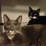 928546_641005729313589_615785924_a