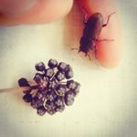 12547259_1551101948540592_1872214368_a