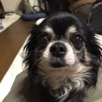 10963897_682304281878488_1689101767_a