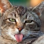 11820576_1616954875238280_1387087057_a