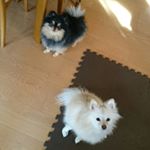 12479575_1677773765807078_775110416_a