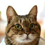 10729406_557088534437315_565368838_a