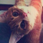 11848923_1508132479478774_1916988267_a