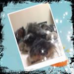 11416866_935952286469338_1104182938_a