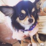 12543242_943158669094318_1595235341_a