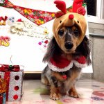 11111342_1567517753521706_519356262_a