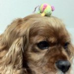 11296725_1686228498327533_1142466264_a