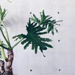 11821322_760315807446908_1783305716_a