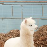 12407422_149453552099841_1081136241_a