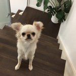 1517298_393284064155180_1520085495_a