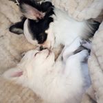 12479300_158368084542277_44315599_a