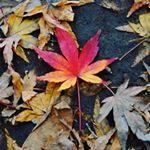 12357343_710973109037194_1055445531_a