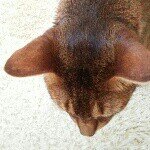 10520109_475949762507491_1716342185_a