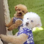 10995125_506217549519227_433487498_a