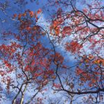 12230948_1719992268222814_818979431_a