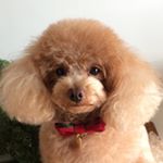 12292782_1066761920014898_1611555687_a