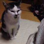 10729233_857792210898123_191934440_a