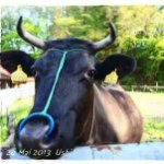 10838517_1670767806484156_103436802_a