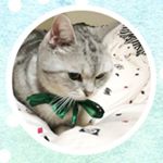 12346166_459438780929831_1815274675_a