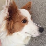 12523700_911043579016214_1579751964_a