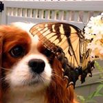 12224136_505852466254833_1120367156_a