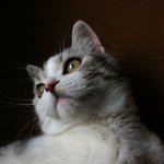 11909980_157757197900259_1921138466_a