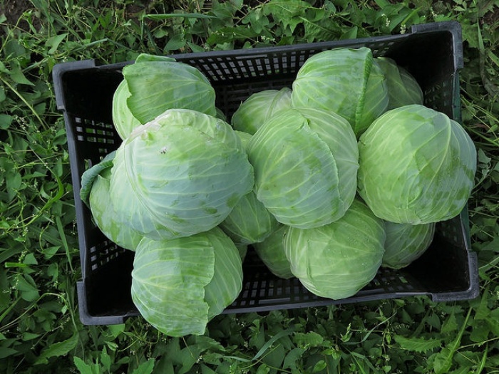 キャベツダイエットで1週間で－2キロ！便秘解消でスッキリボディに／IMG_2246 Cabbage HAFA FARM by Media Mike Hazard