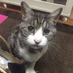 12393645_423553384510114_1816726225_a