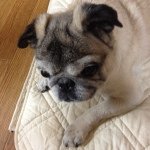 10375871_480815928718988_1706226243_a