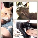 12224589_1522372088085110_566147255_a