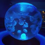 12724764_591685114317868_1381152710_a