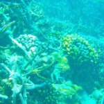 11899457_1682866011946766_1191655279_a