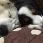 11375762_963769743644490_1595960508_a