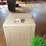 10817661_1507329699519172_1672382700_a