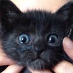 12071017_157116174639778_472467091_a