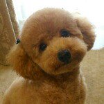 11379067_412970175563609_174703964_a