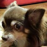 12317740_954988447912056_1708548068_a