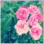 10499188_729077190484472_1023987578_a