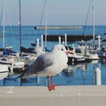 12407464_1103535836343332_1697263210_a