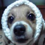 10895384_1550345831915082_863846397_a