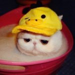 11084801_407249046103629_1278728612_a