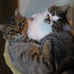 11950512_501761539979914_517105361_a