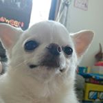 11849316_1610946609167920_1774954680_a