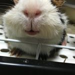 12070668_1633952026854130_710242934_a