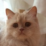 10707021_702748283112480_109369186_a