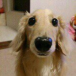 11424698_931989256843432_104100824_a