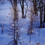 11005175_365745136950039_422319049_a